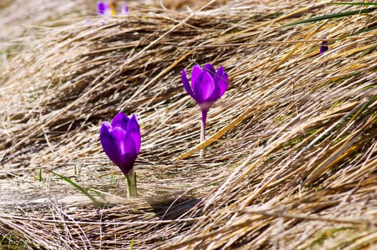 Spring crocus flowers on green natural background. Selective focus