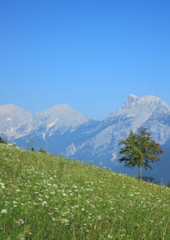 Flower field with view over mountain range