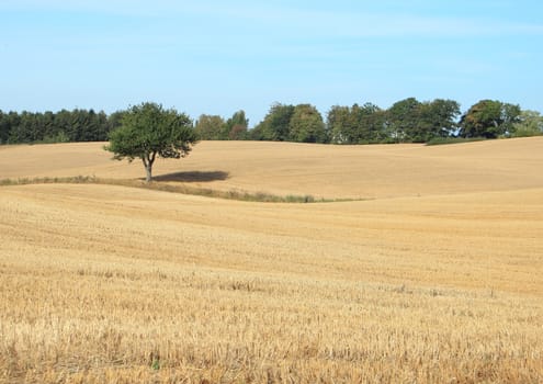 View of harvested wheat field with lonely tree
