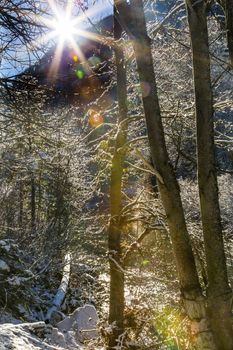 Winter Leaves Snow Ice Sun Wenatchee River Stevens Pass Leavenworth Washington