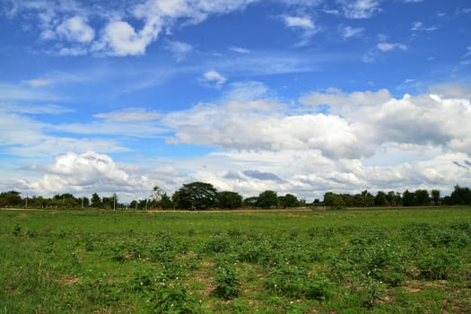 Green field and blue sky.