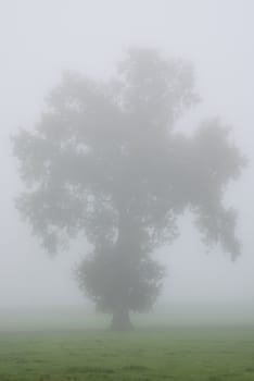 Tree contour in the morning mist in a meadow
