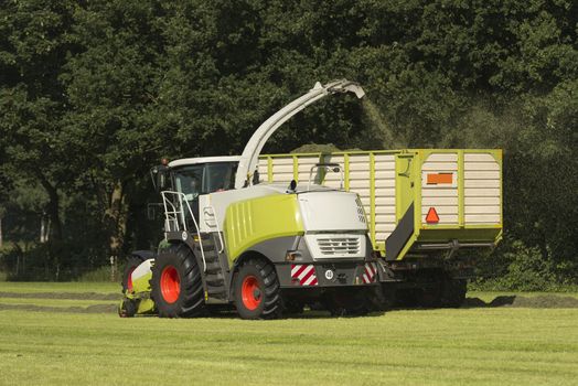 forage harvester and transport of grass with tractor and a loader wagon in the summer