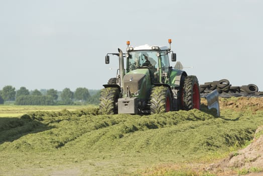 silage with a large tractor in the summer