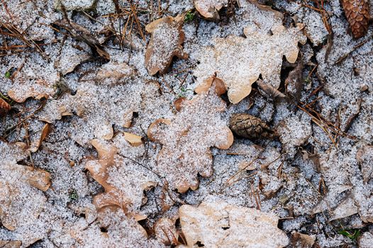 Snow on leafs and cone laying on ground in winter