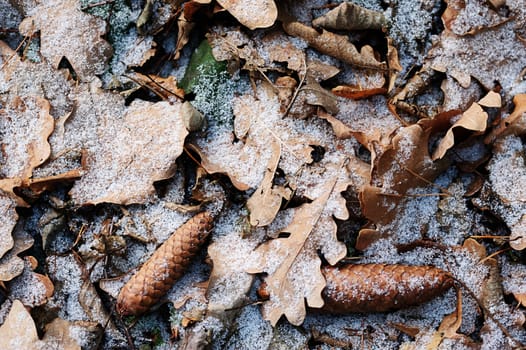 pinecone with leafs in snow on winter