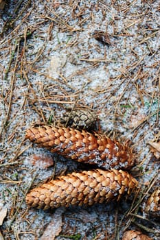 cone from pine on snow ground in winter