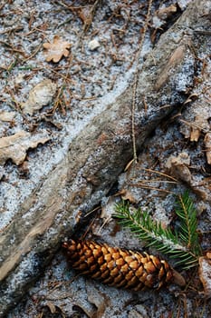 Pine cone on ground with snow background in winter