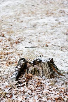 Tree stump in forest with snow in winter