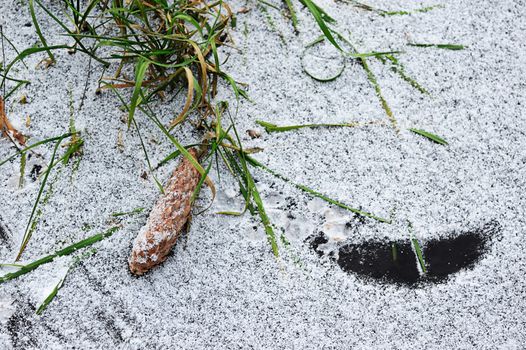 Pine cone on ice with grass in winter