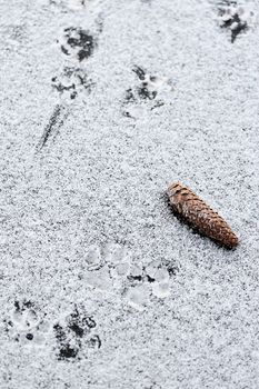 Cone on snow with dog paw print in winter