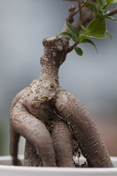 Close-up of on the roots of a bonsai tree