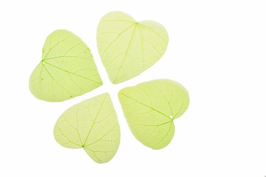 Group of four green heart shaped dried skeleton leaves decoration isolated on white background