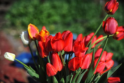 bunch of red tulips with starburst sun