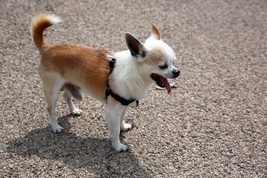 Cute Sleepy Chihuahua Yawning