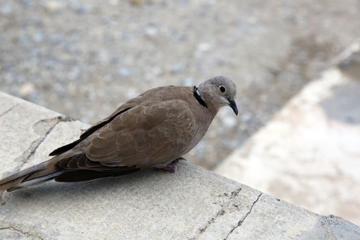 Ring-Necked Dove (Streptopelia capicola), also known as the Cape Turtle Dove or half-collared Dove