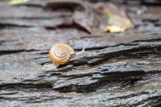 snail Catch the stump,snail,beautif ul snail,snail on the wood,sing