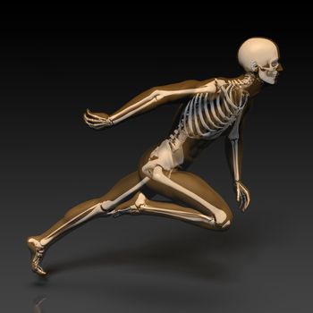 Human Body and Skeleton Anatomy Xray Concept