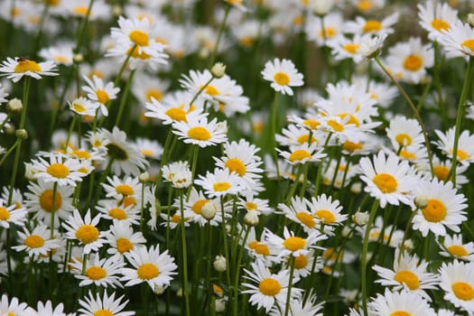 White daisies in summer on a green flowerbed