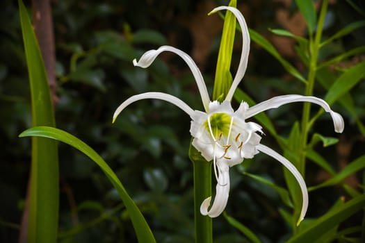 Flower of the White Spider Lilly