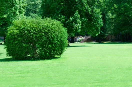 summer park with beautiful green lawns