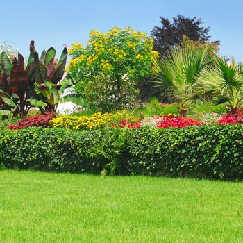 Blossoming flowerbeds in the park