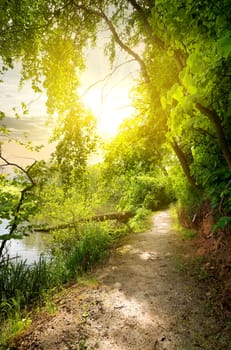 Linden near calm river in sunny morning