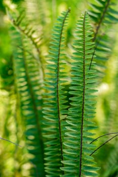 Closeup of fern leaf in sunny day