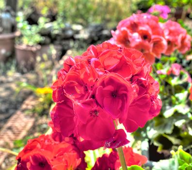 Closeup of red geranium in a garden un hdr