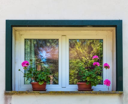 Old windows with flowers on sill and reflection of trees on the glass