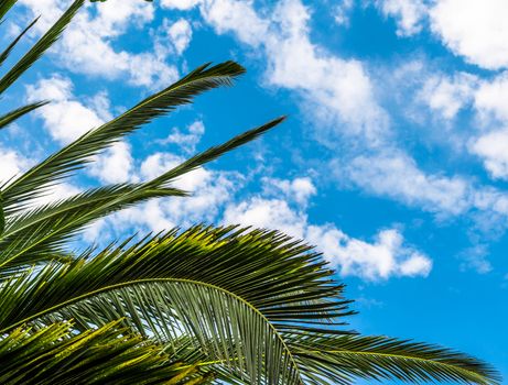 Palm leaf on cloudy sky in a sunny day of summer