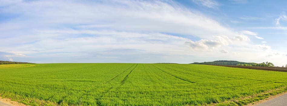 Farmland panorama - green wheat field, rural landscape