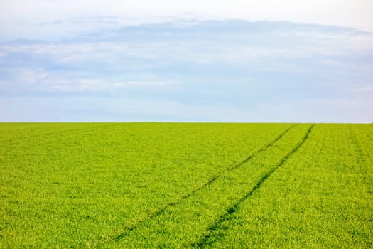 Farmland - green meadow, blue sky - rural landscape