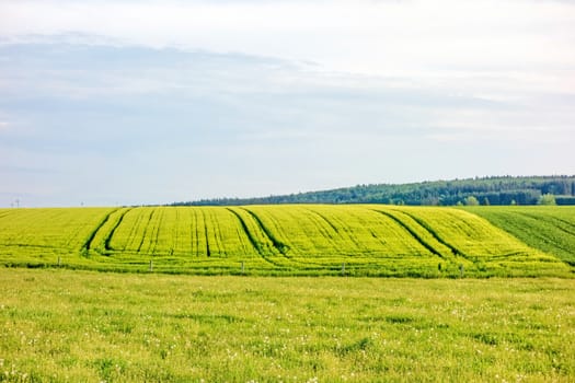 Farmland - wheat field, green meadow, rural landscape