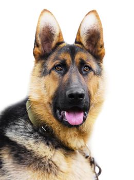 dog breed German Shepherd on a white background