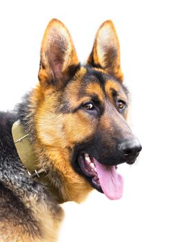 dog breed German Shepherd on a white background