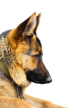 dog breed German Shepherd on a white background