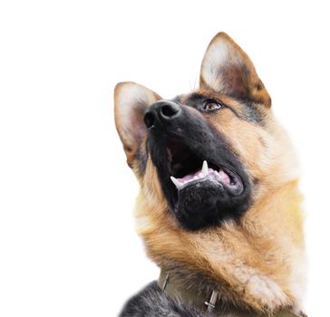 dog breed German Shepherd on a white background