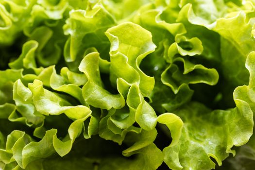 background texture of fresh lettuce leaves close-up