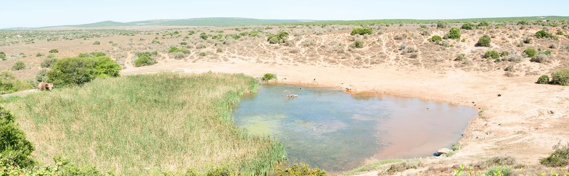 A lonely African Elephant, Loxodonta africana, at Domkrag Dam in the Eastern Cape Province of South Africa