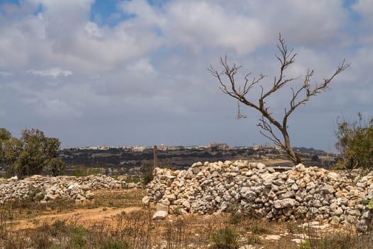 Dry orange soil at the field, island Malta. Tree in the spring still without leaves. Fence made of stones. City on the horizon. Cloudy sky.