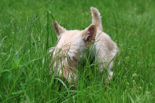 Wheaten Scottish Terrier walks in the garden