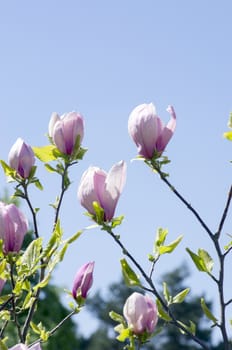 Beautiful Flowers of a Magnolia Tree. Soft focus