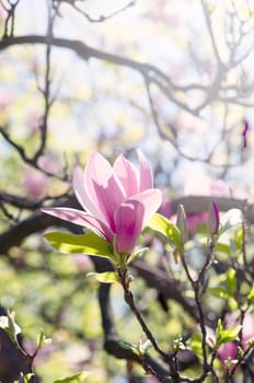 Beautiful Flowers of a Magnolia Tree. Soft focus