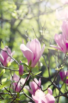 Beautiful Flowers of a Magnolia Tree. Soft focus