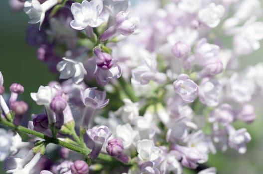 Blooming lilac flowers. Abstract background. Macro photo. 