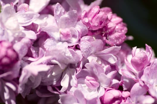 Blooming lilac flowers. Abstract background. Macro photo. 