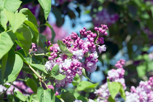 Blooming lilac flowers. Abstract background. Macro photo. 