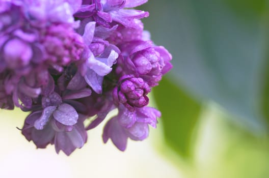 Blooming lilac flowers. Abstract background. Macro photo. 