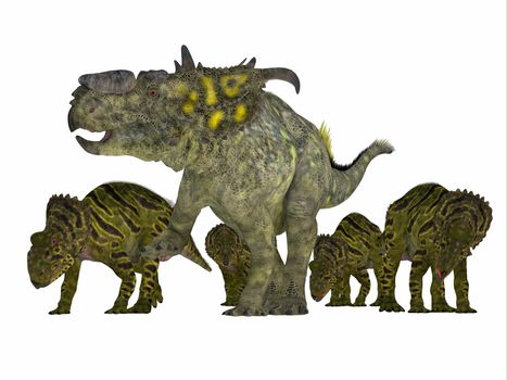 Pachyrhinosaurus was a ceratopsian herbivorous dinosaur that lived in the Cretaceous Period of Alberta, Canada.